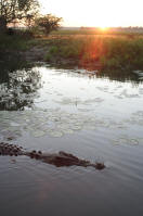 Crocodile at sunrise